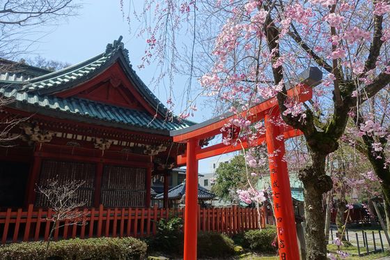 金沢 桜 尾崎神社