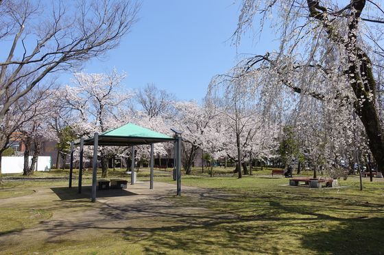 金沢 桜 玉川公園