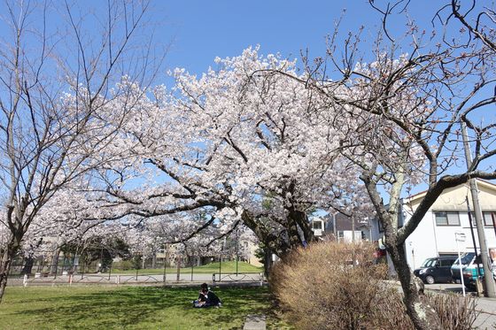 金沢 桜 平和町公園