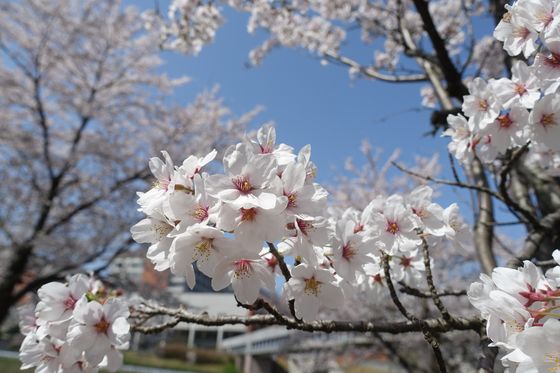 金沢大学 桜 現在