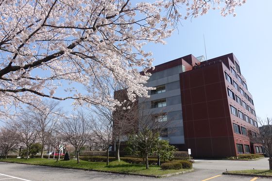 金沢大学 本部棟 桜