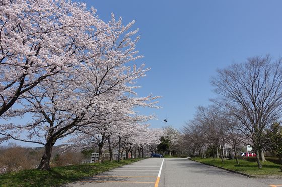 金沢大学角間キャンパス中地区 桜