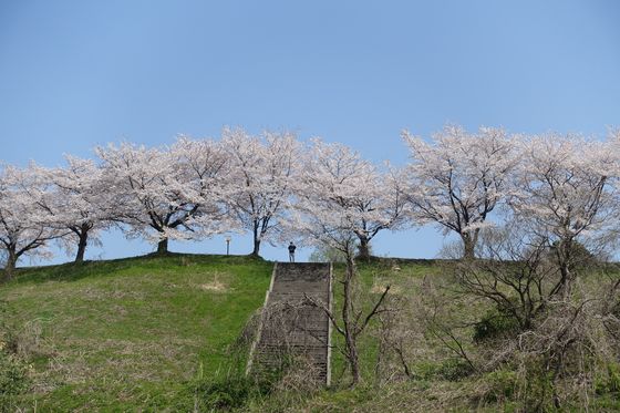 金沢大学角間キャンパス北地区 桜