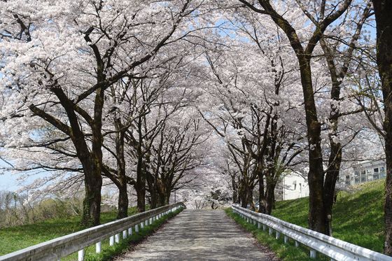金沢大学角間キャンパス 桜並木