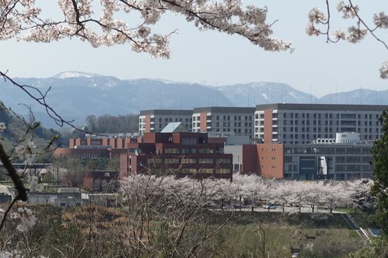 金沢大学 桜