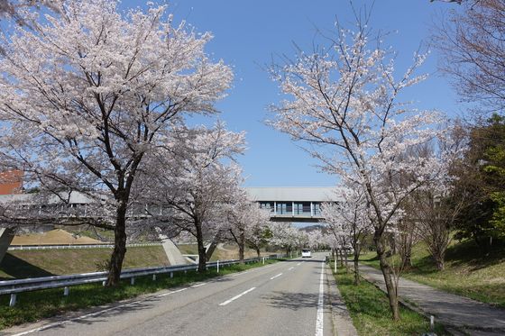 金沢大学 桜並木