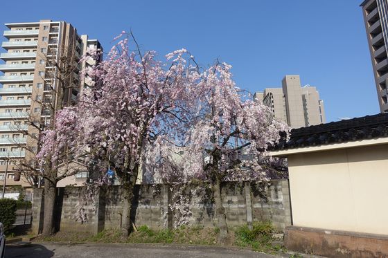 金沢東別院 しだれ桜