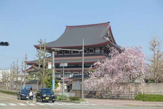 金沢東別院 桜