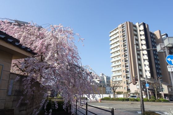 金沢東別院 枝垂れ桜
