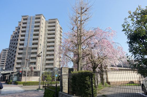 金沢 寺 桜