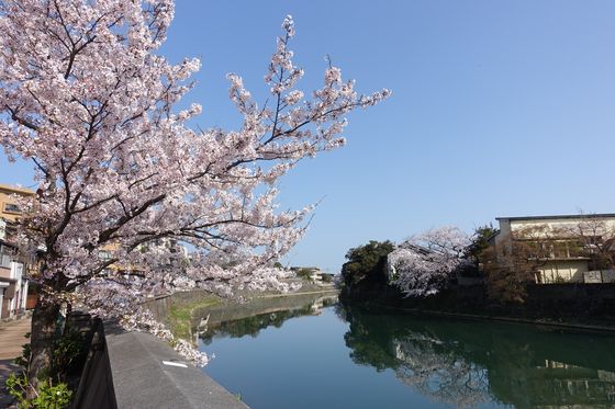 浅野川 桜