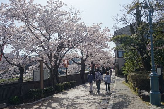 金沢 茶屋街 桜