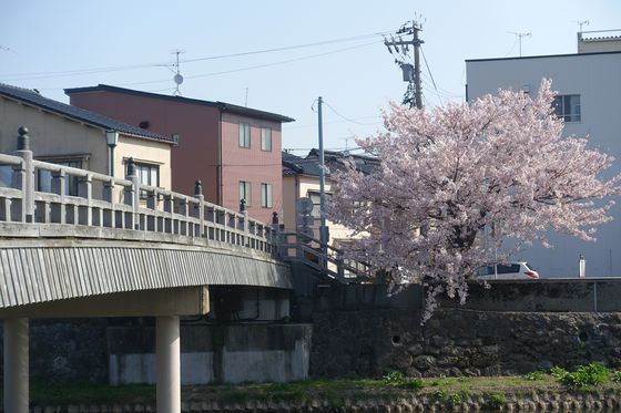 浅野川 中の橋 桜