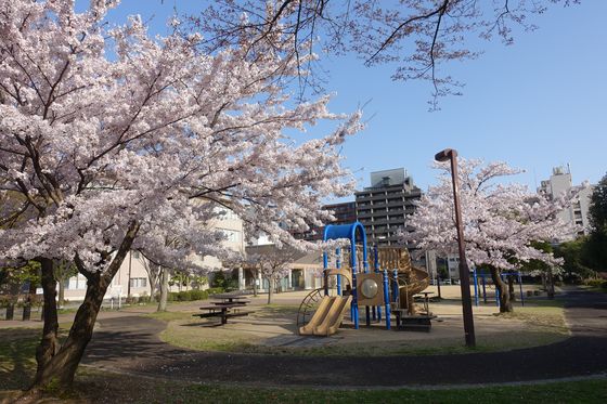 此花会館 桜