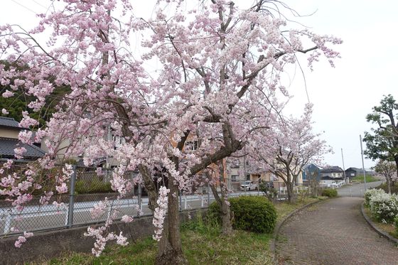 鳴和台桜丘公園 枝垂れ桜