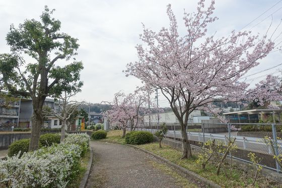 鳴和台桜丘公園 花見