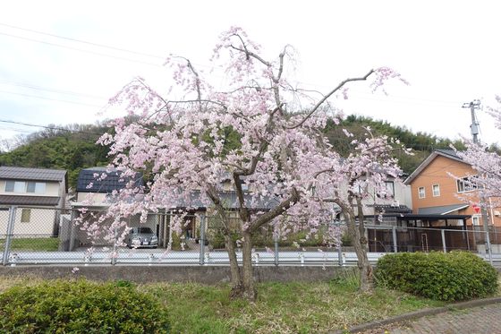 鳴和台桜丘公園 桜