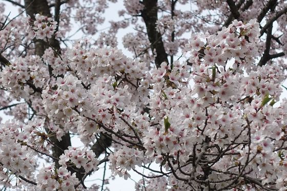 鳴和憩いの広場 桜 見頃