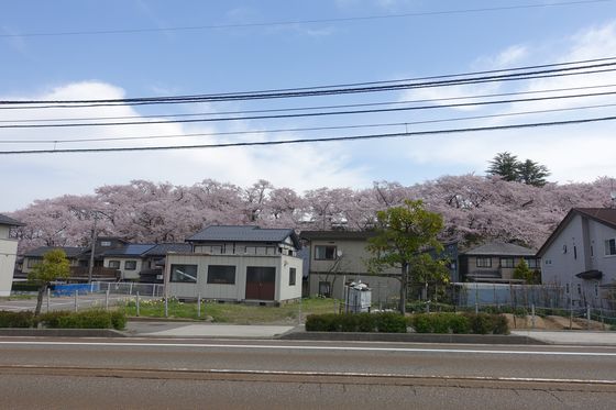 金沢桜丘高等学校 桜