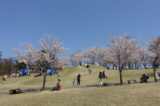 奥卯辰山健民公園 こどもひろば 桜