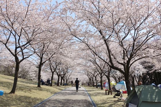 奥卯辰山健民公園 桜