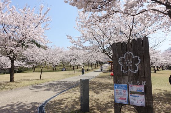 奥卯辰山健民公園 さくらひろば 桜