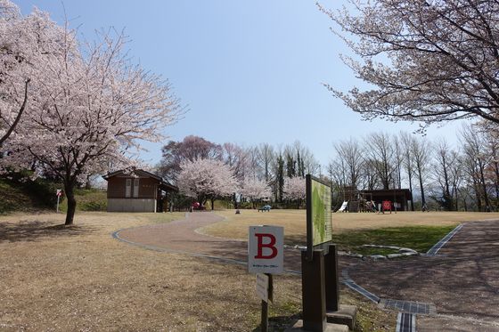 奥卯辰山健民公園 ハンモックひろば 桜