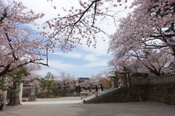 金沢市 桜