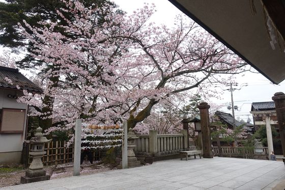 金沢 神社 桜