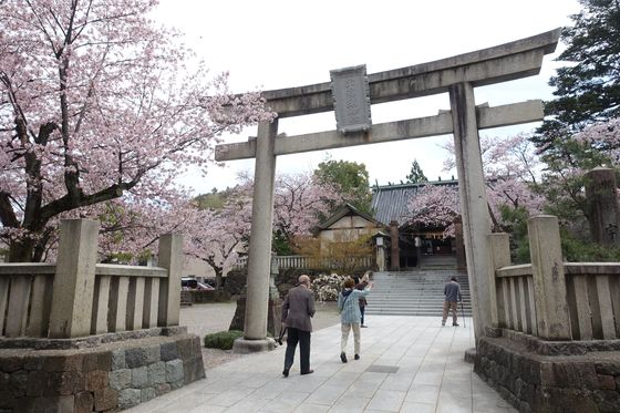宇多須神社 桜