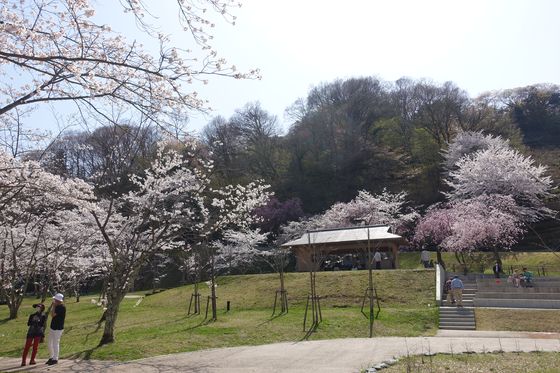 金沢 公園 桜