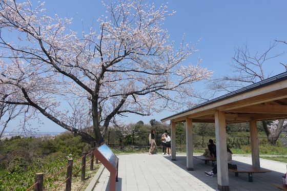 卯辰山公園 桜 場所