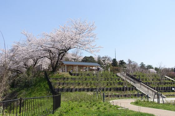 卯辰山公園 眺望の丘 桜