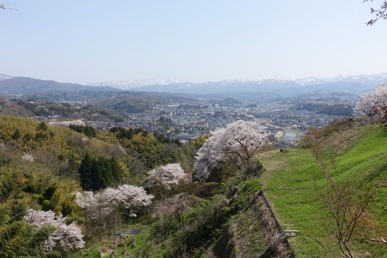 卯辰山公園 見晴らし台 桜