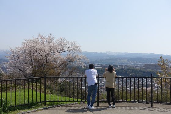 卯辰山公園 桜