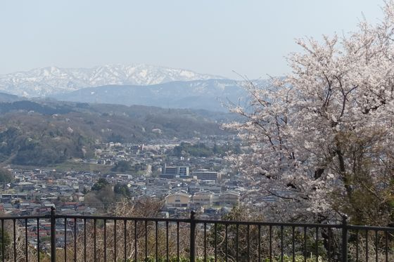 金沢 桜 絶景