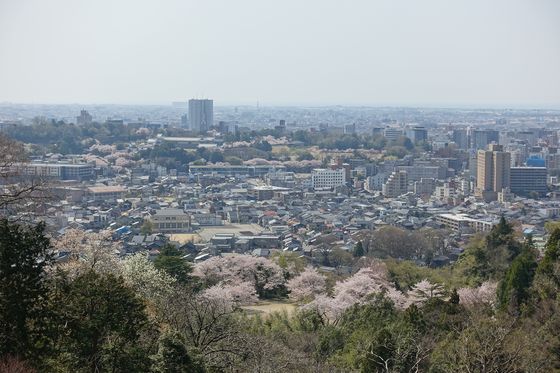 金沢 桜 人気