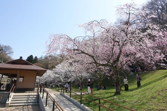 卯辰山公園 しだれ桜