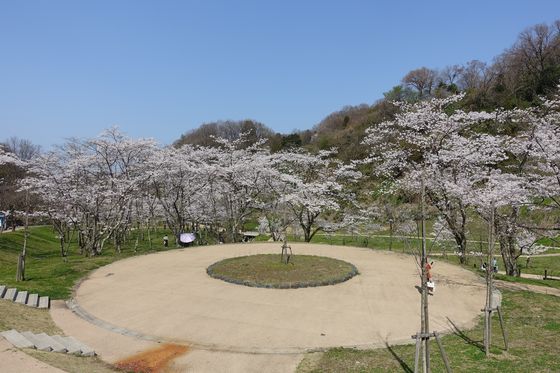 卯辰山公園 四百年の森 桜