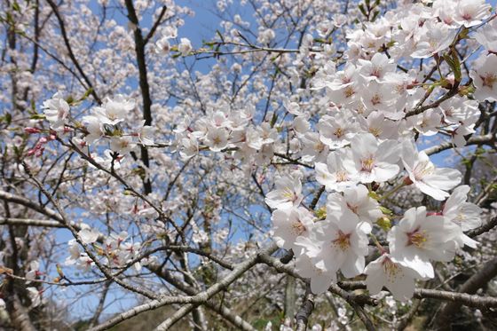 金沢市 公園 桜