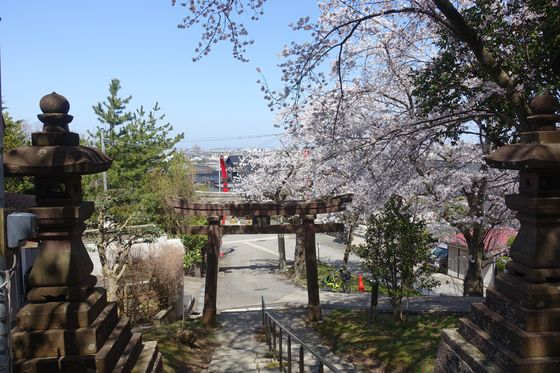 金沢市 神社 桜