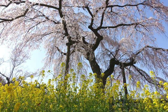 神奈川県 しだれ桜