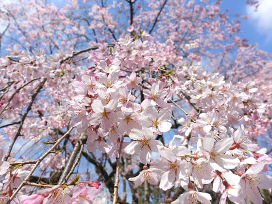 東京 しだれ桜