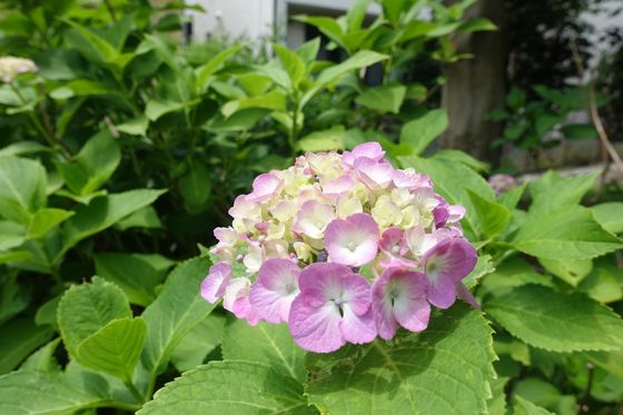 横浜 紫陽花
