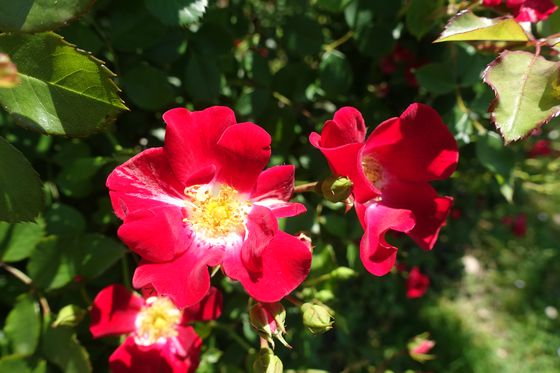 日野中央公園 薔薇