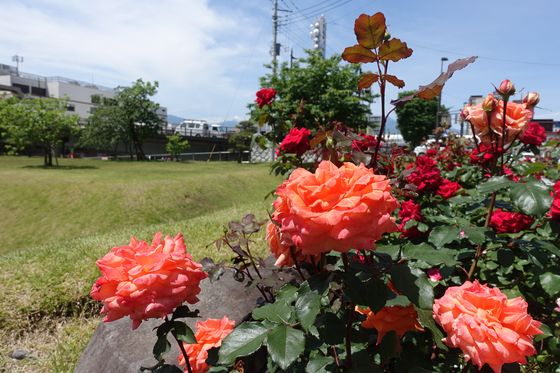 甲府市歴史公園 薔薇