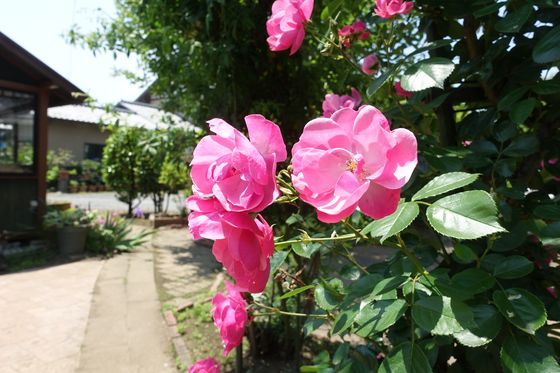 太田市 薔薇園