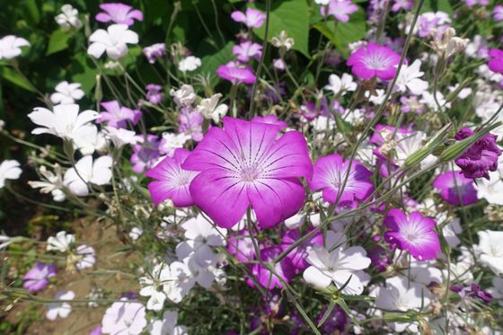 多摩市立グリーンライブセンター 花