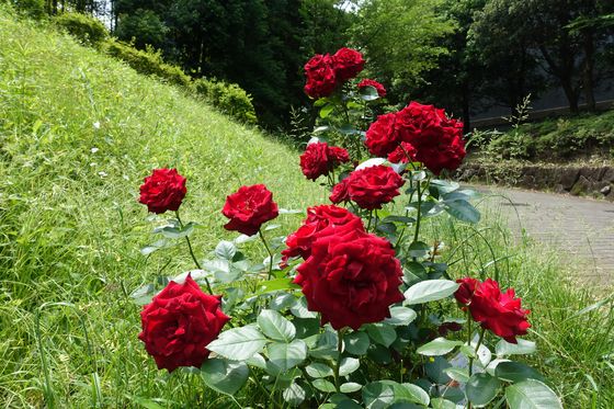 多摩市 薔薇園