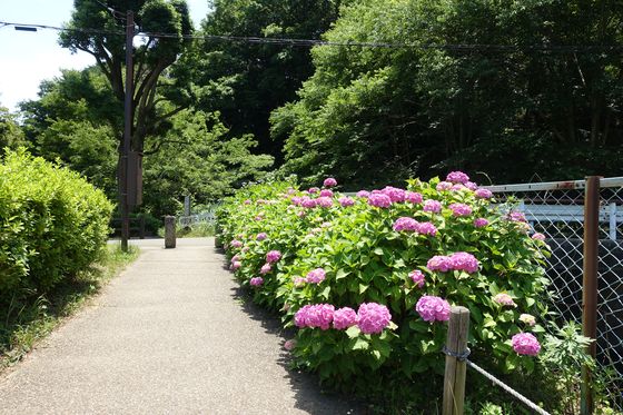 神奈川県 公園 アジサイ